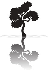 Bonsai Baum im Wasser