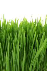 Obraz na płótnie Canvas Isolated green grass on white background