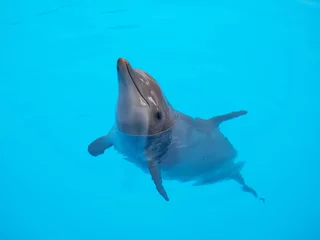 Foto auf Acrylglas Delfin © sathopper