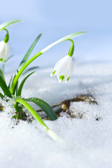 Frühlingsknotenblumen im Schnee