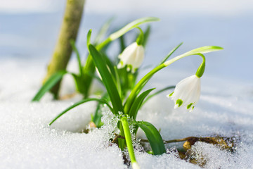 Frühlingsknotenblumen im Schnee - obrazy, fototapety, plakaty