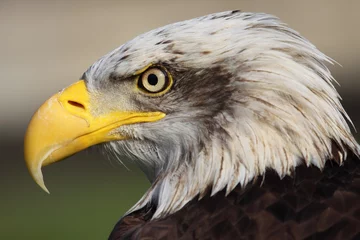 Crédence de cuisine en verre imprimé Aigle bald eagle