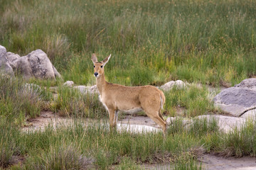 Impala femmina Tanzania