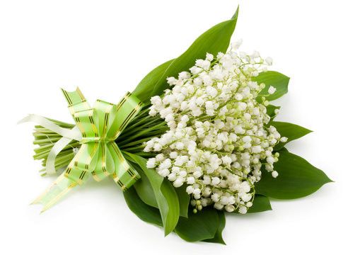 Fototapeta lily of the valley