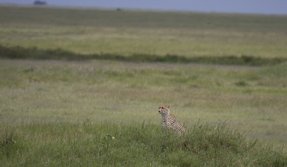 Ghepardo