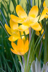 Crocus yellow flowers