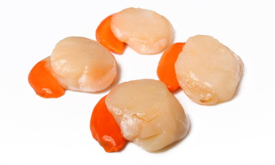 Coquillage d'Atlantique