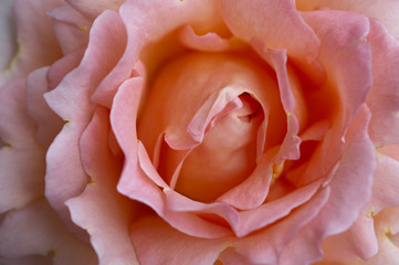 Rosenblüte