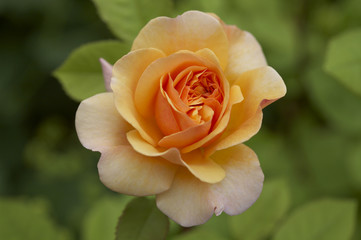 Rosenblüte