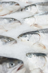 Salmon on cooled market display
