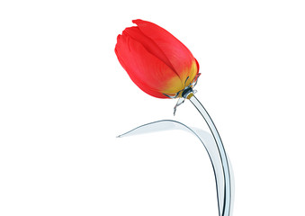 Tulip with glass sprout concept