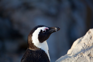 Pingüino