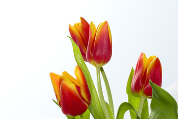 Fototapeta Bukiet tulipanów. obraz