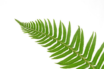 Green fern leaf isolated on white