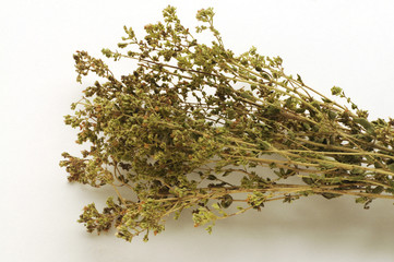 Origano in rametti - Origanum vulgare