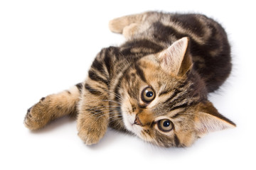 British kitten on white background