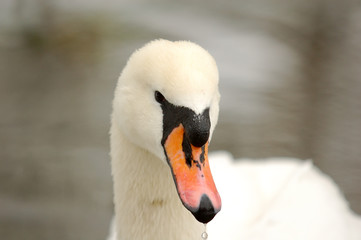 Naklejka premium portrait of the swan