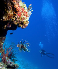Lionfish and Woman Scuba Divers near Coral Reef