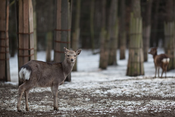 sika deer (lat. Cervus nippon).