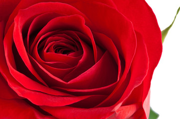 Close-up of a beautiful red rose on white
