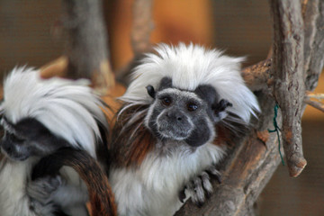 tamarin