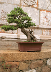 outdoor bonsai