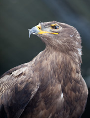 Steppe eagle - close-up portrait of this majestic bird of prey..