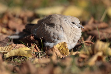 Eurasian Collared Dove also known as turtledove