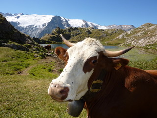 Fototapeta na wymiar Mountain Cow