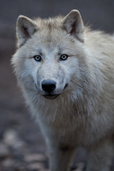Close up view of a male wolf (Canis lupus).