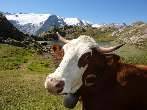 Vache en montagne