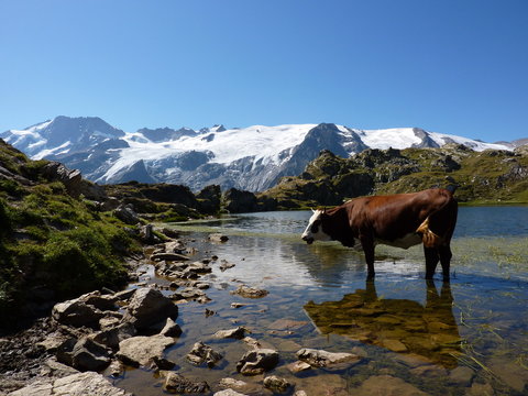 Vache les pieds dans un lac dans les Alpes
