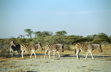 Fototapeta na wymiar Burchell zebry, Park Narodowy Etosha, Namibia