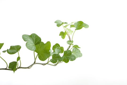 Branch ivy on a white background