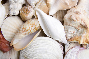 Seashells