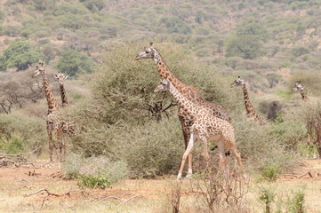 Giraffen