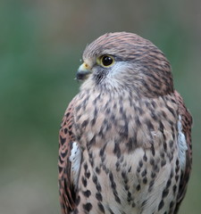 Common Kestrel - Falco tinnunculus - close-up view of this beaut