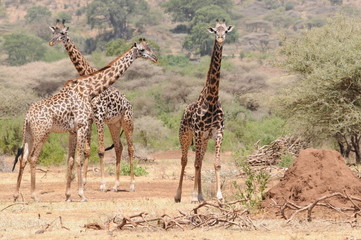 Giraffen