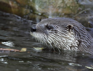 Otter