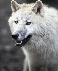 Arctic Wolf (Canis lupus arctos) aka Polar Wolf or White Wolf -