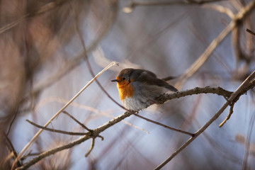 European Robin (erithacus rubecula).