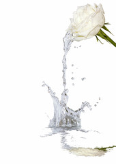 Rose And Splashing Water