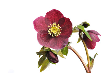 Helleborus  ‘Red Lady’ isolated on white