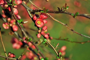 red flowering quince branches