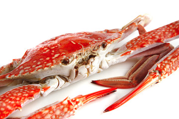 single crab