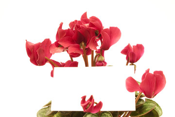 Beautiful cyclamen with empty greeting card isolated on white