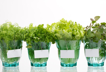 fresh herbs in the glasses.