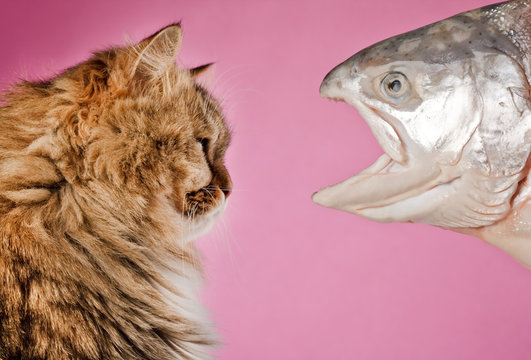cat and fish