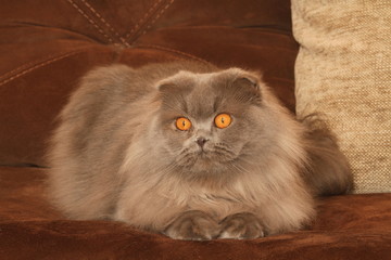 highland fold de face aux magnifique yeux orange