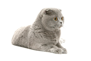 scottish fold
